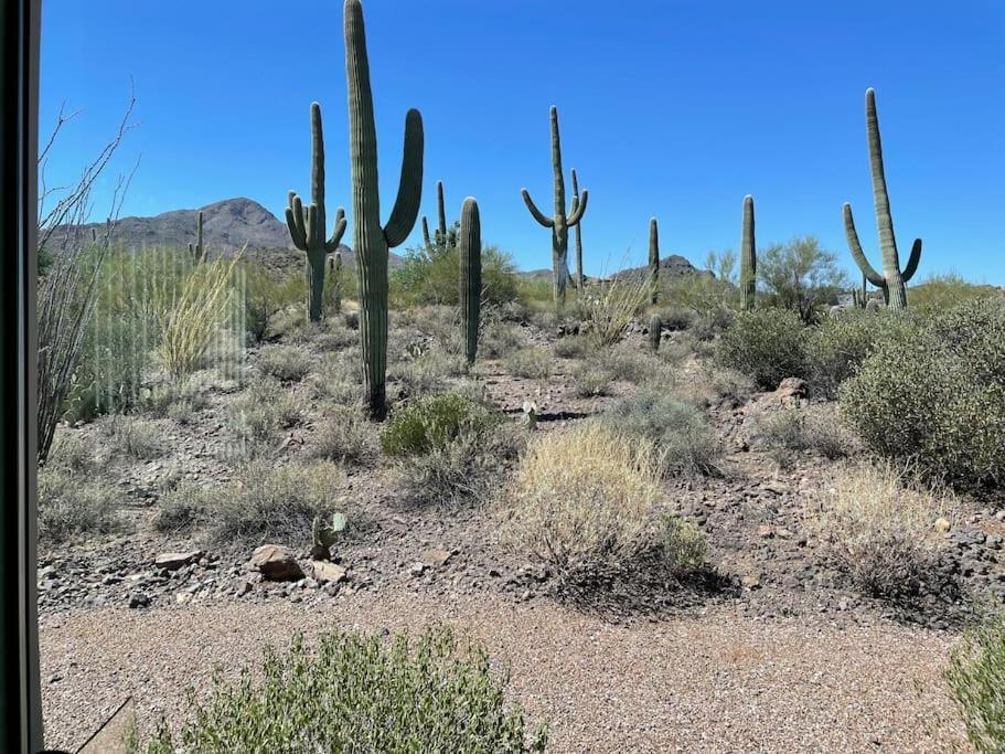 Tucson Mnt Foothills Saguaro Bliss Villa Eksteriør bilde