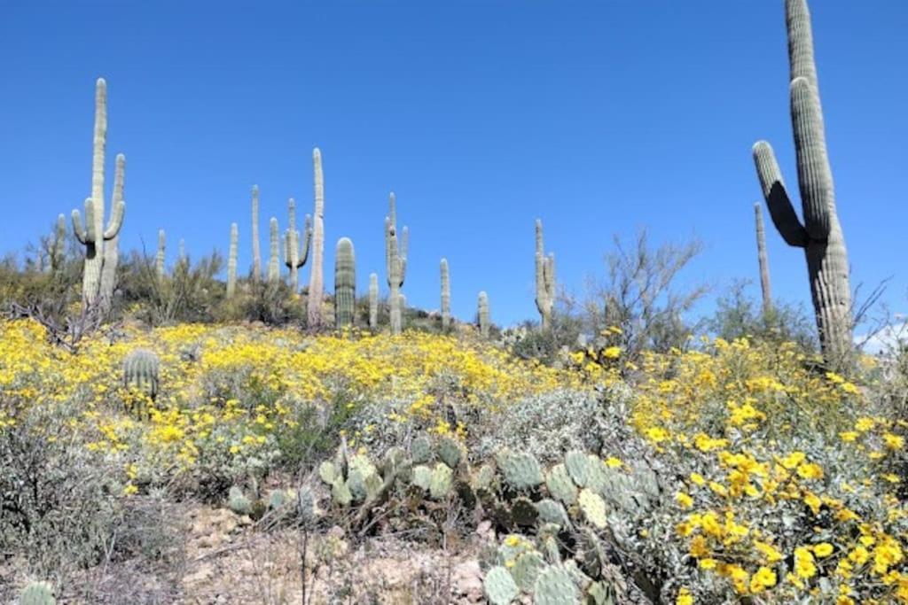 Tucson Mnt Foothills Saguaro Bliss Villa Eksteriør bilde